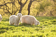 Load image into Gallery viewer, Moherino